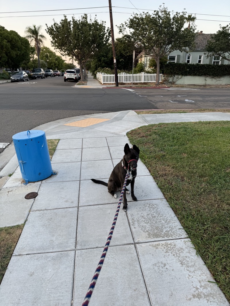 A picture of a black dog named Bowie sitting, taken on September 10 2024 at 6:51 am